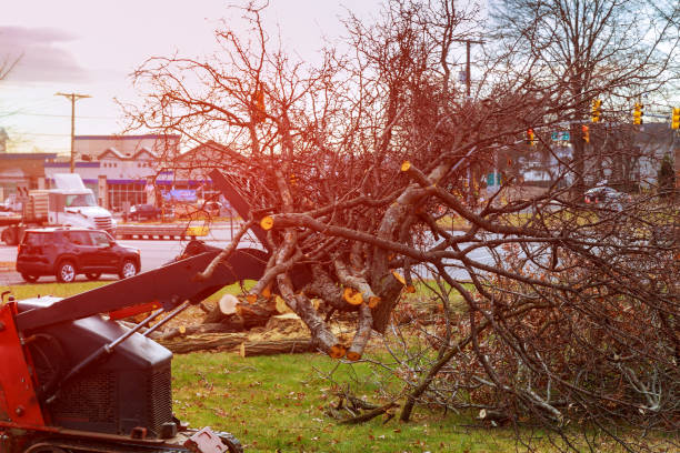 How Our Tree Care Process Works  in  New Concord, OH