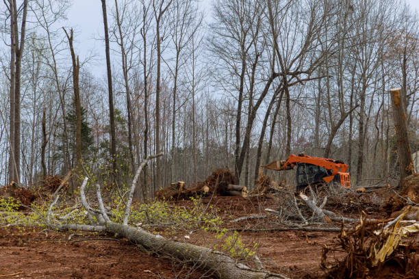 How Our Tree Care Process Works  in  New Concord, OH