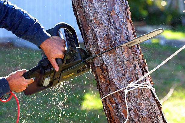 New Concord, OH Tree Care Company